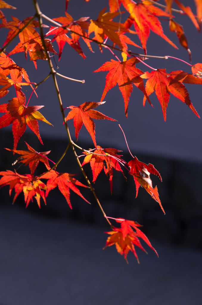 Autumn color in Nanzenzi-Temple