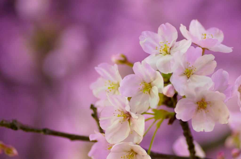 夜桜