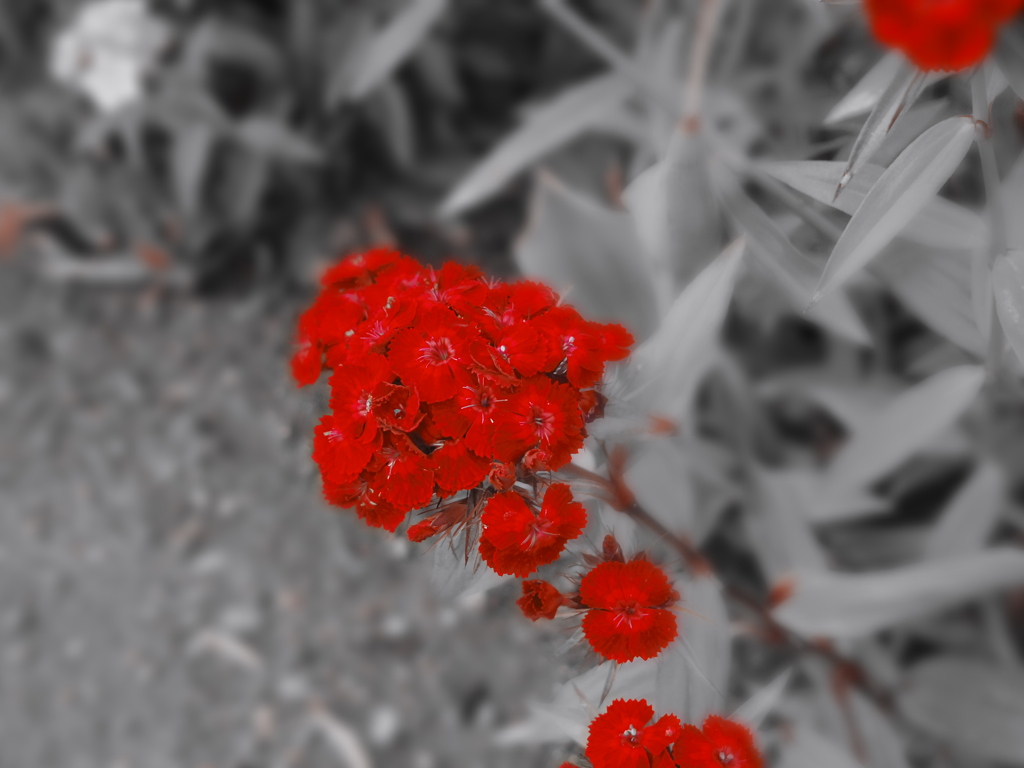 路傍の紅