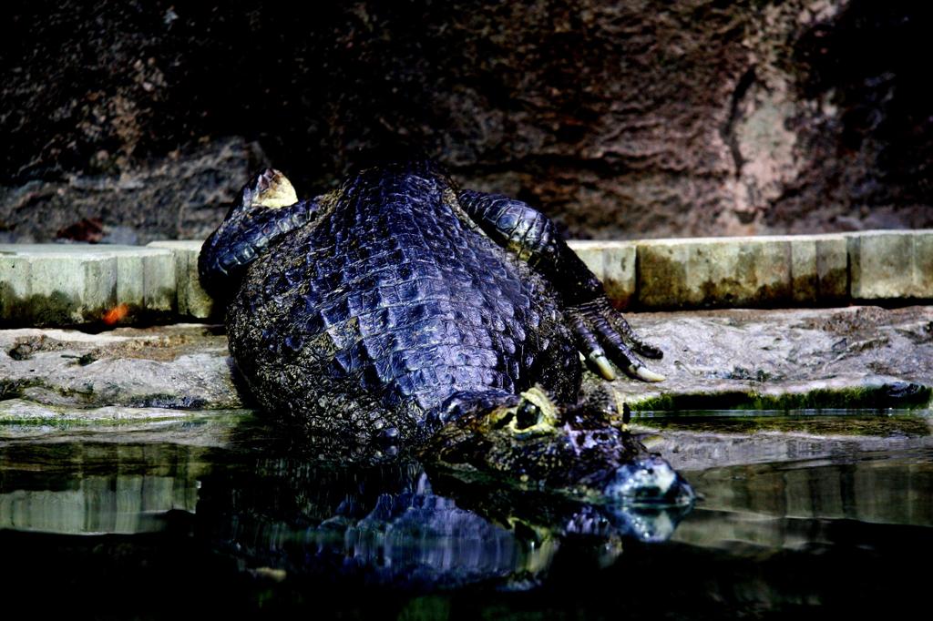 どれ泳ぐかな
