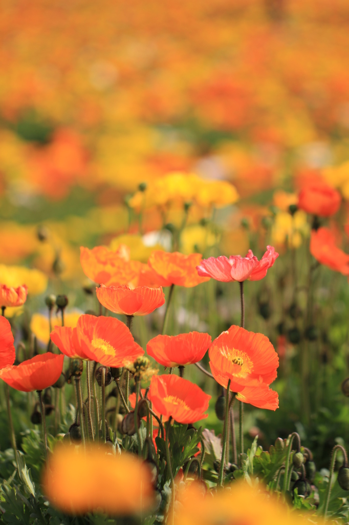 ポピーフェティバル