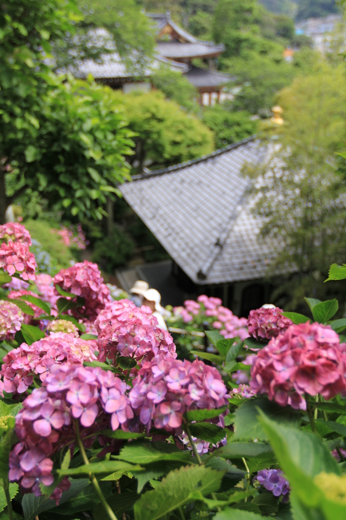 長谷寺　あじさいの径