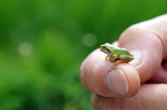 指の上の蛙