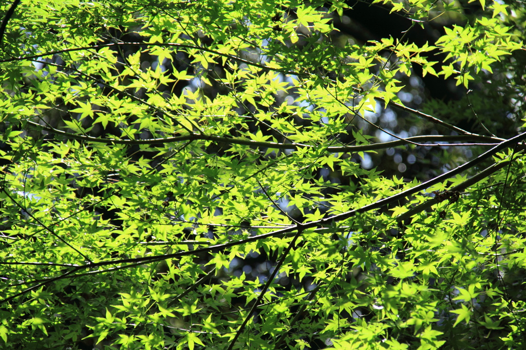 夏の日差し