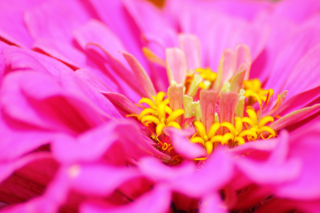 花の中に黄色い花たち