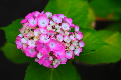 紫陽花