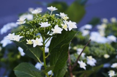 紫陽花