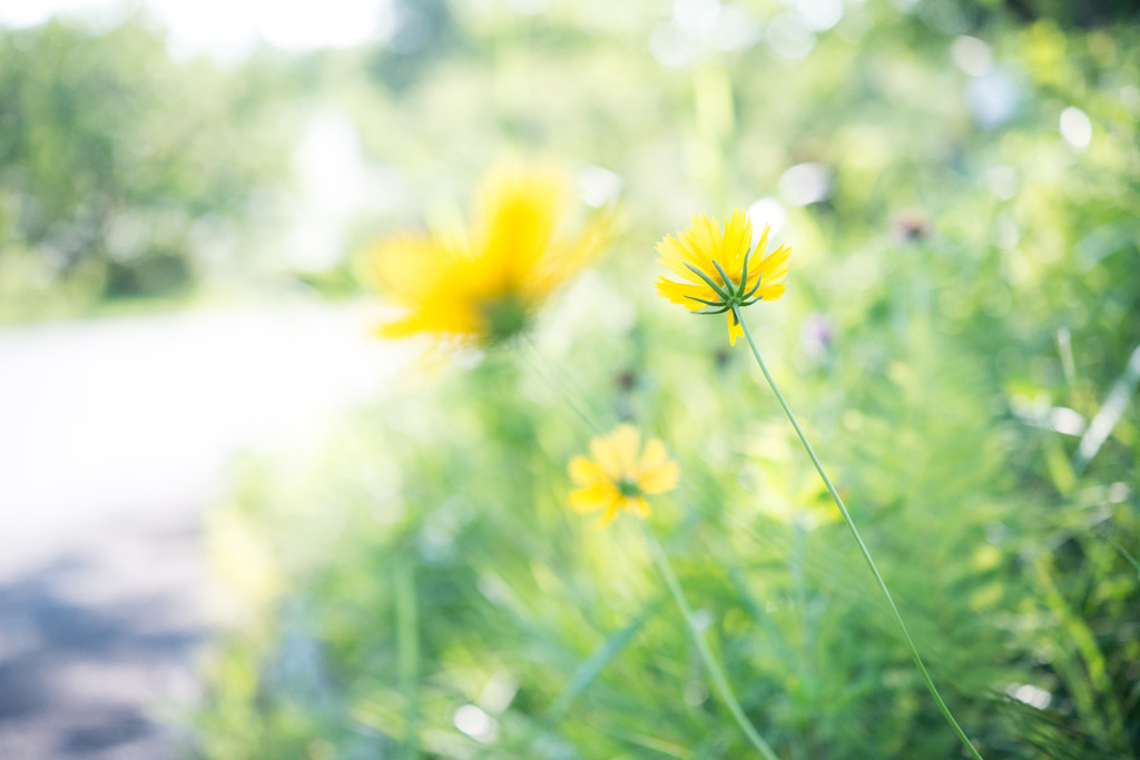 flower2