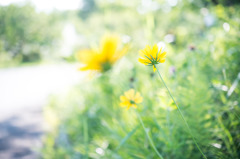 flower2