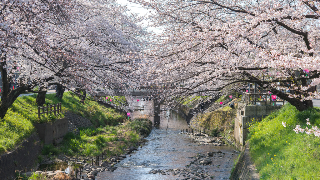 はるうららー