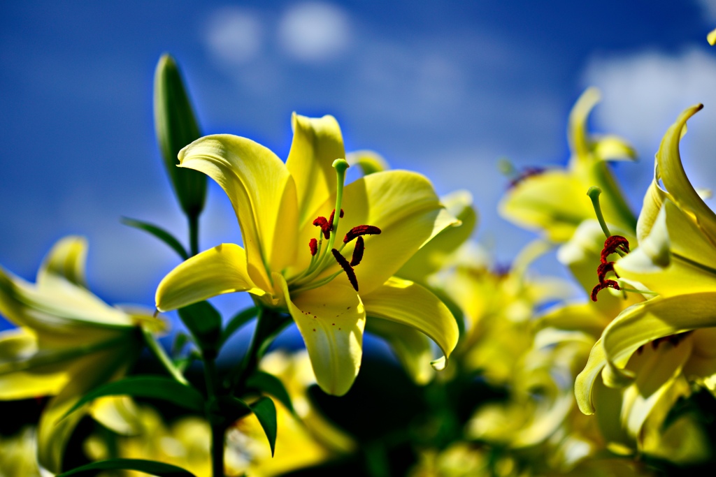 黄色いゆりの花