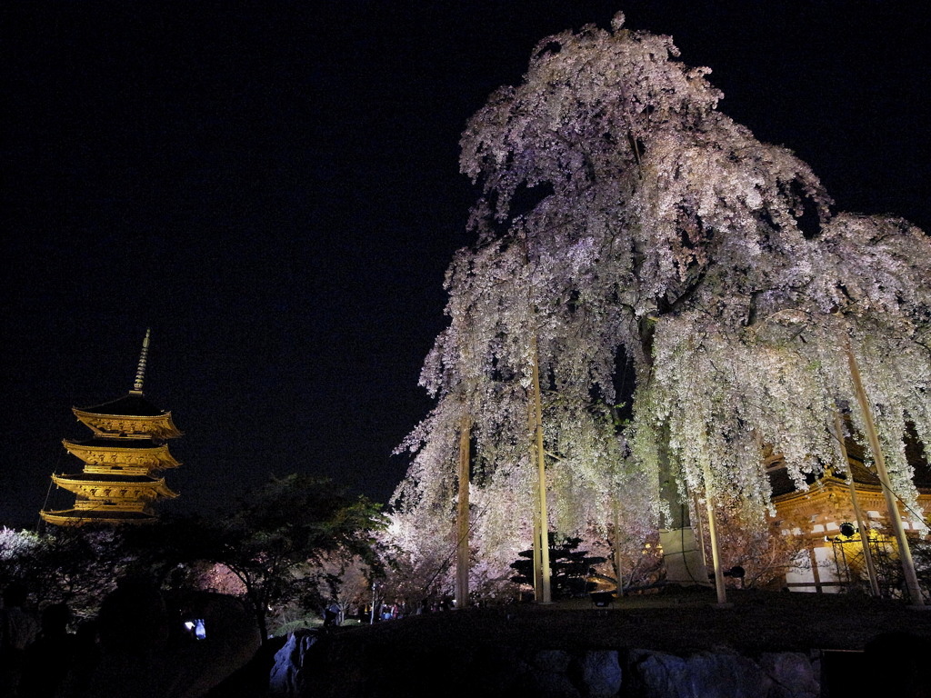 夜桜