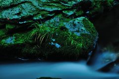 苔と清流