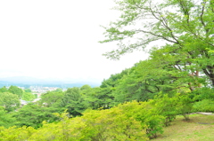 新緑の季節