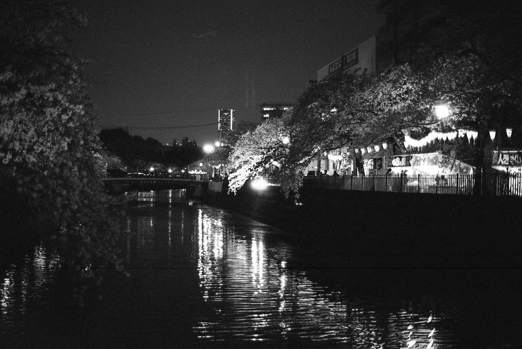 桜の魅力は、姿か色か