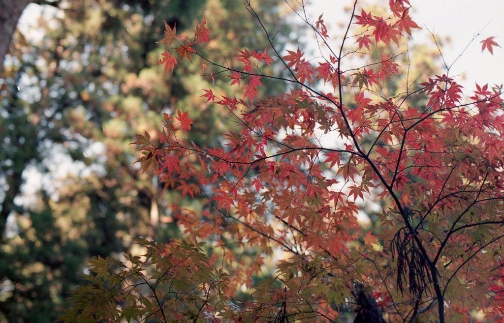 紅葉を見に出掛けよう_2