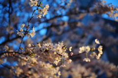 桜、咲いてました。