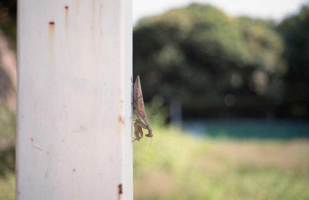 カマキリ