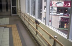 トリップでスナップ