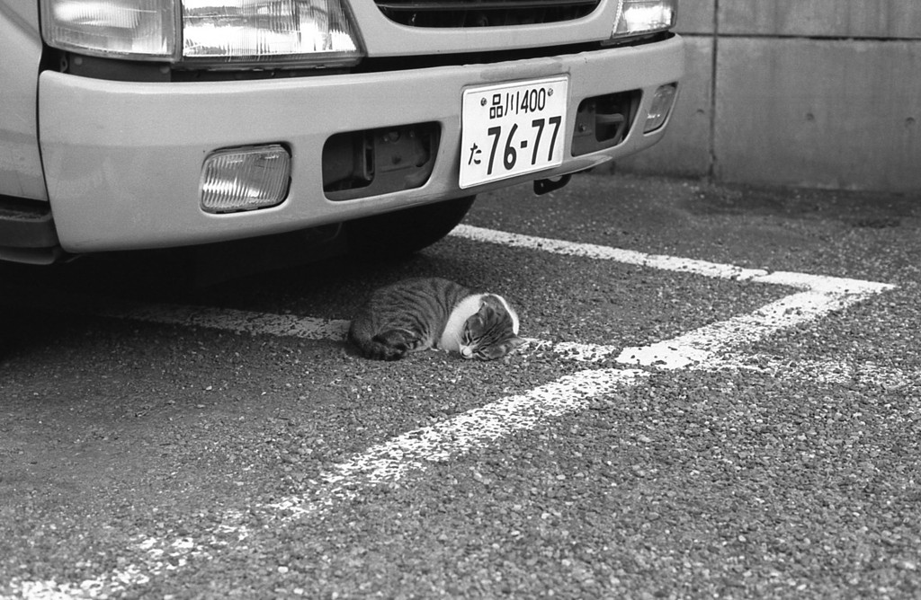 猫も無気力