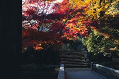 庭園の秋