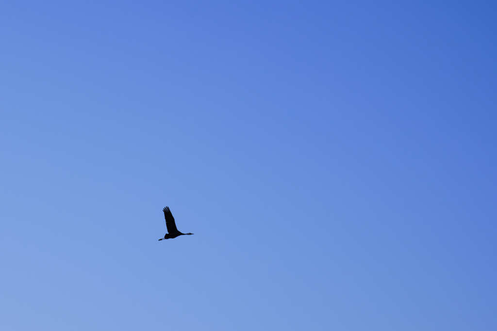鶴舞う空