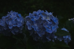 紫陽花1