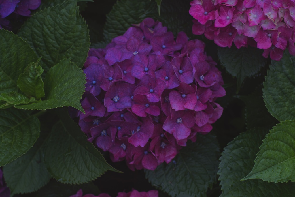紫陽花3