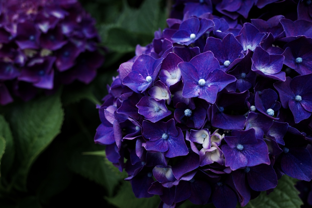 紫陽花