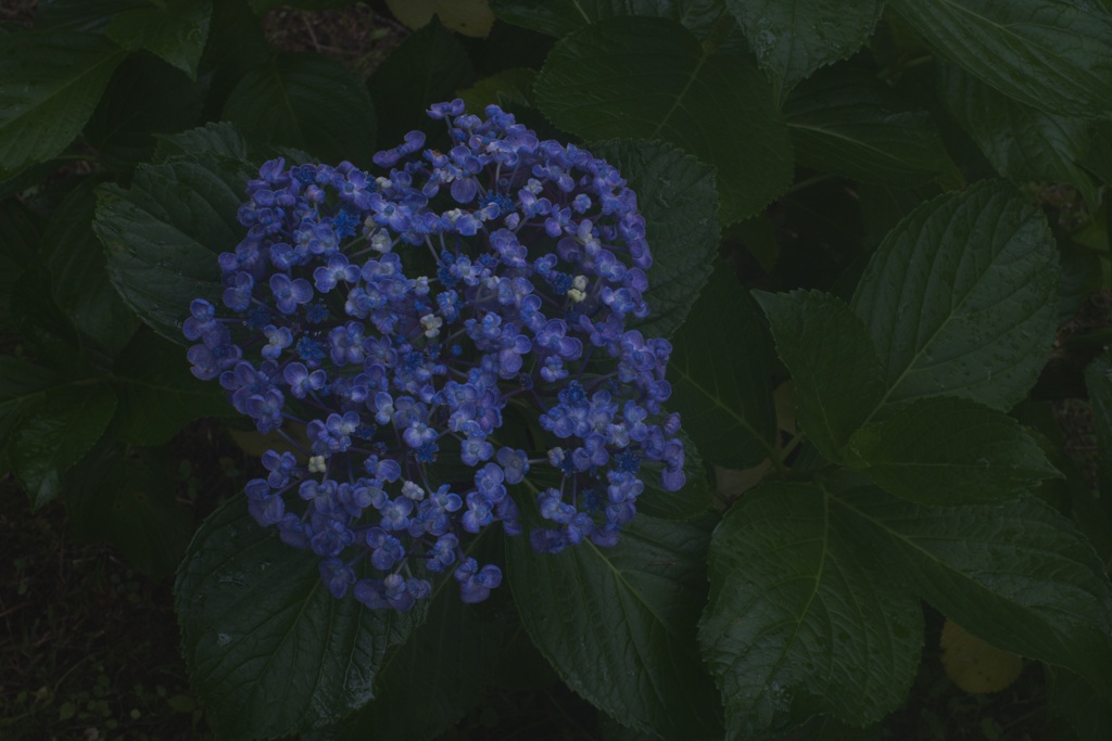 紫陽花2