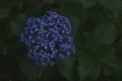 紫陽花2