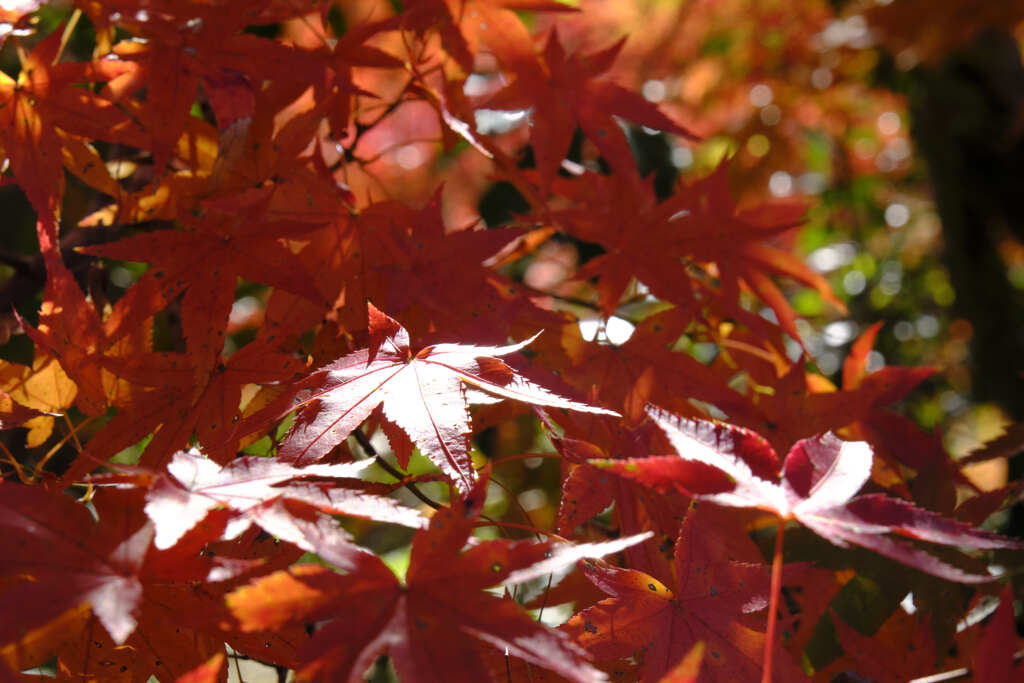 紅白