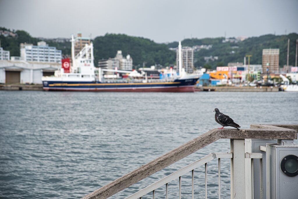 海鳥になりたかった