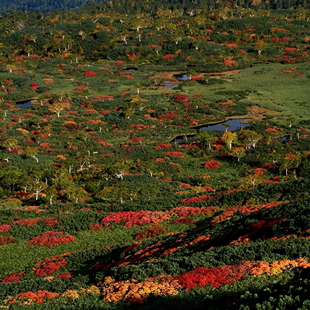 紅葉三彩