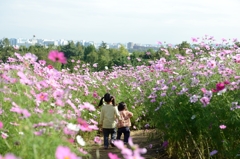 昭和記念公園　コスモス2