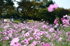 昭和記念公園　コスモス1