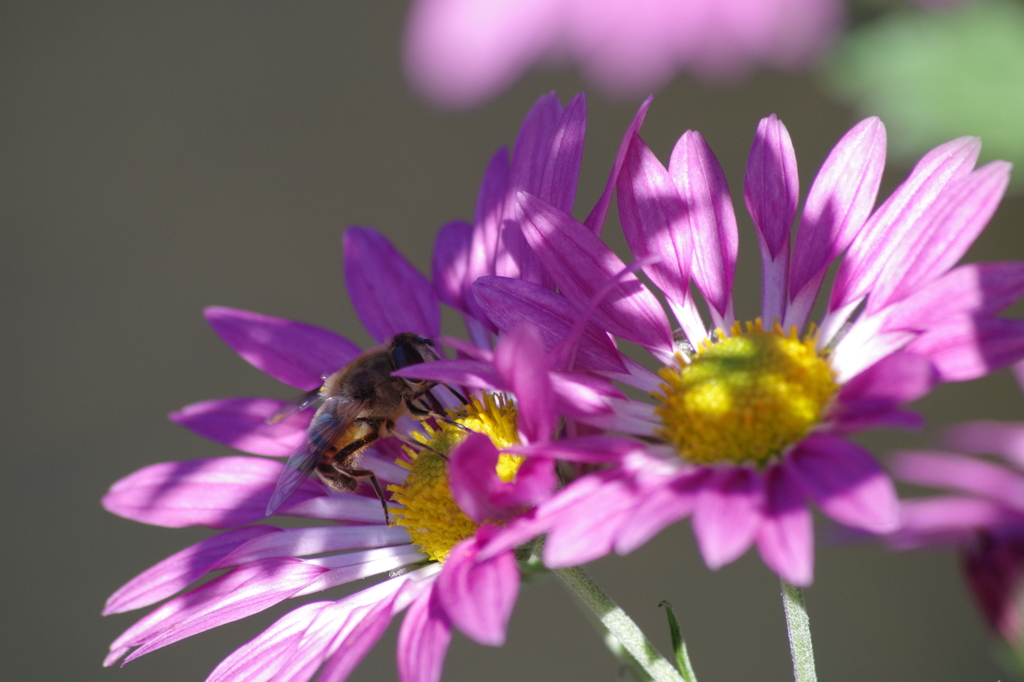 IMGP0446