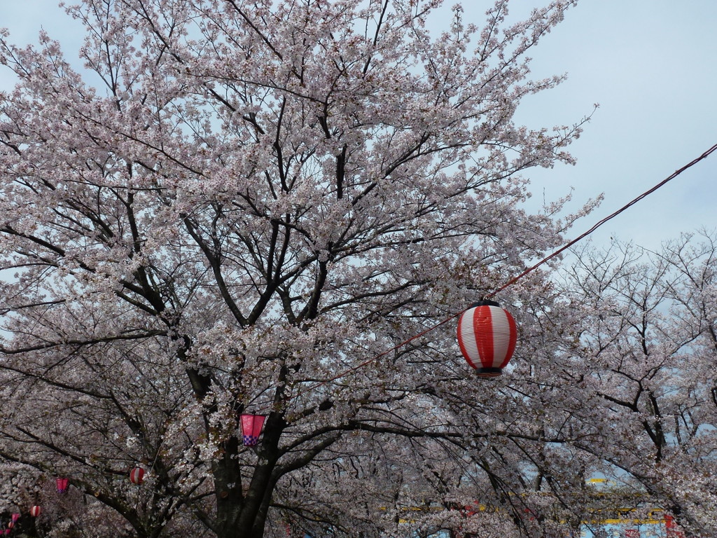 提灯と桜