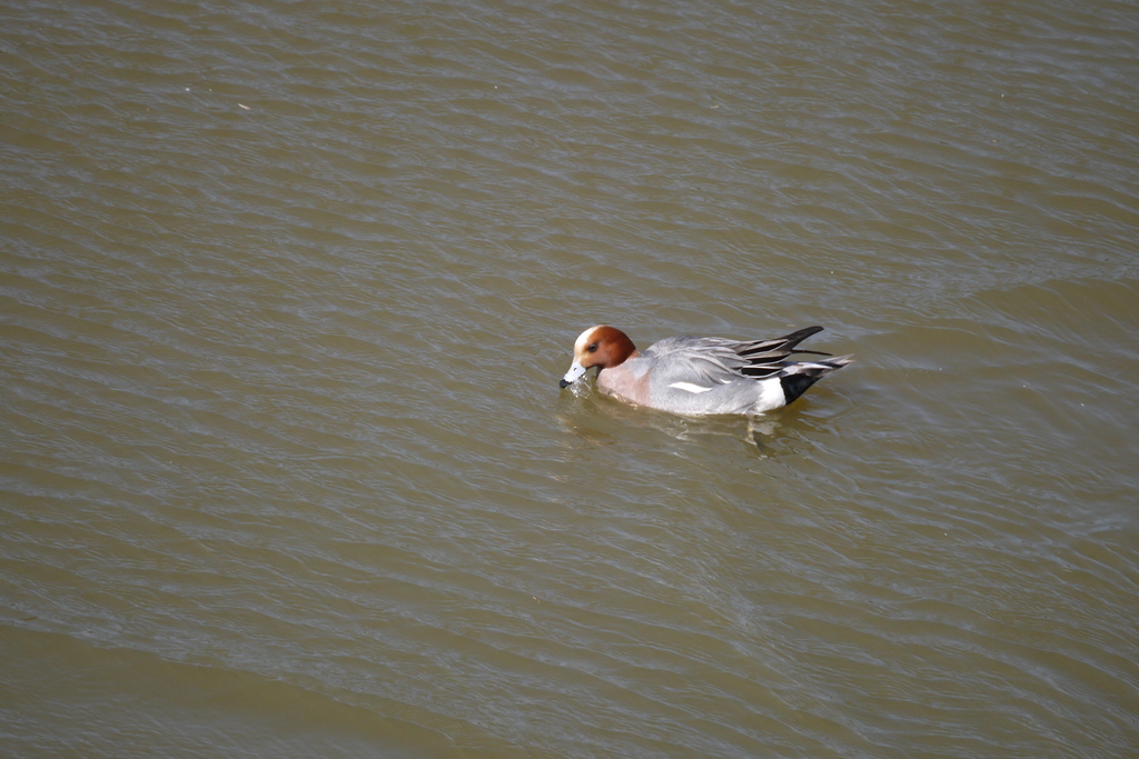 水辺の鳥