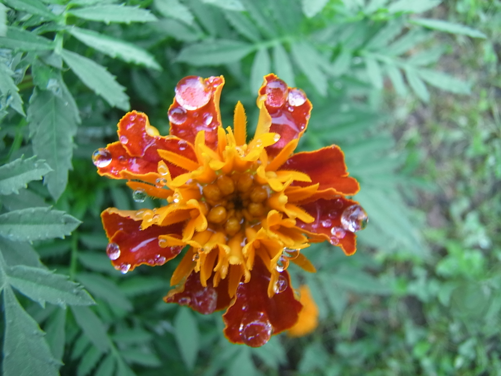 花
