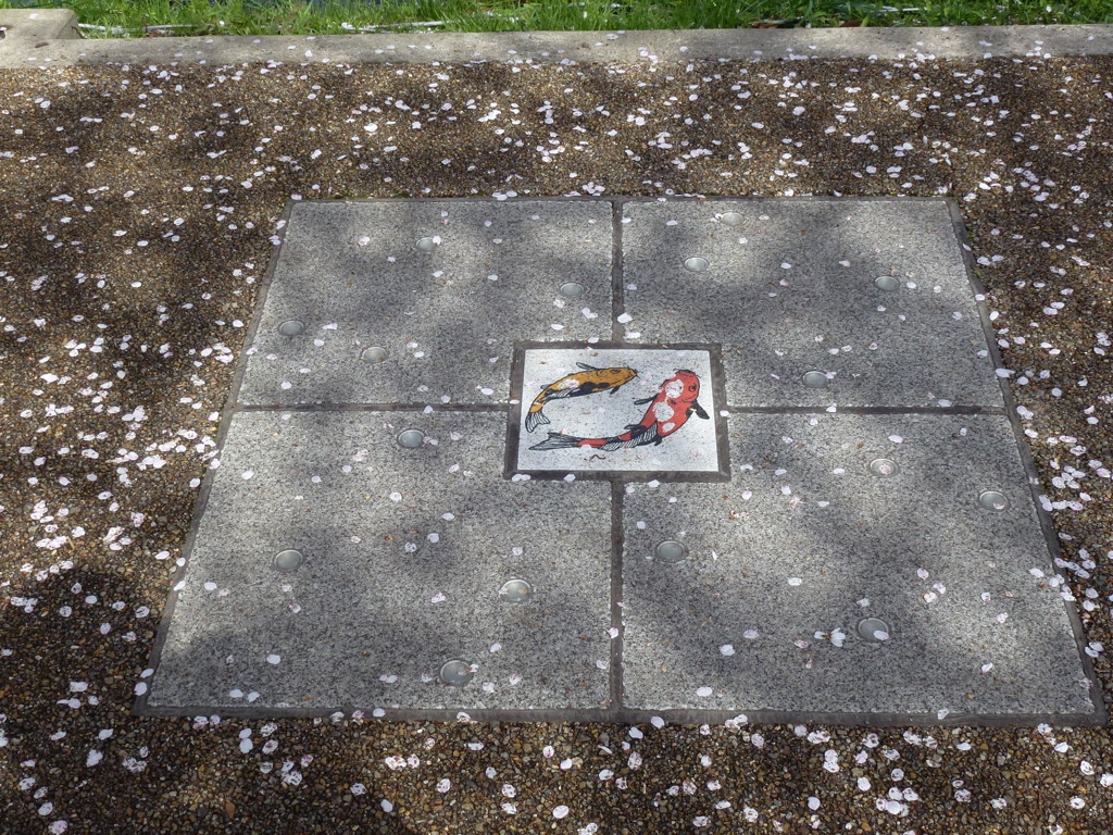 鯉と桜