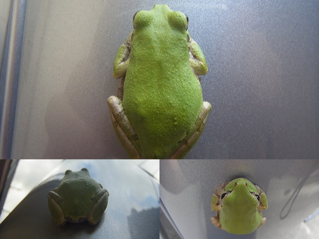 蛙