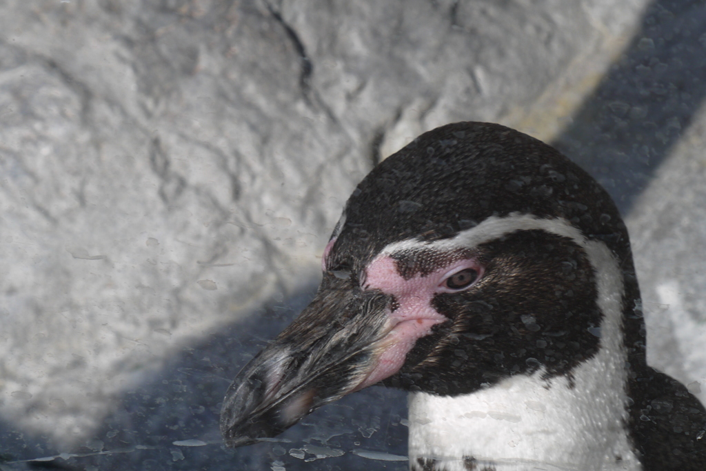 ペンギンさん