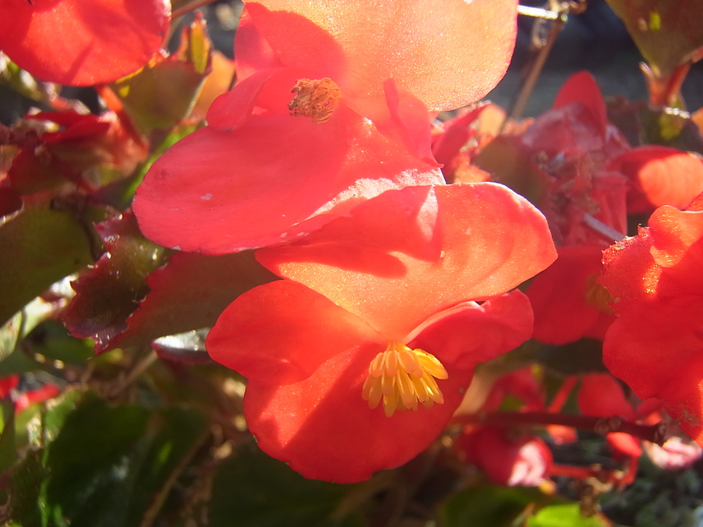 花