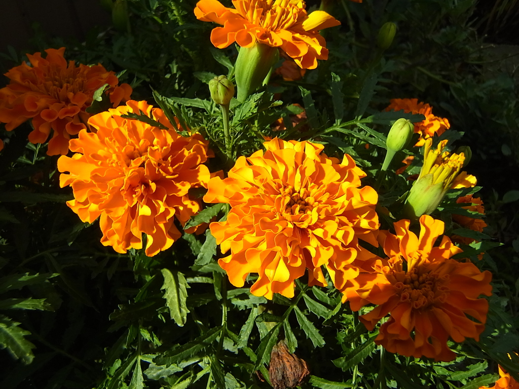 花