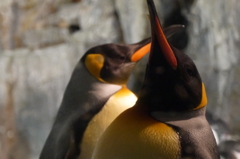 天を仰ぐペンギン