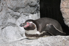 昼寝のペンギン