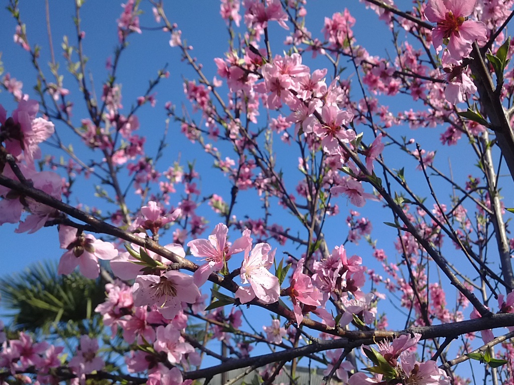 桃の花