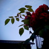 お庭の薔薇