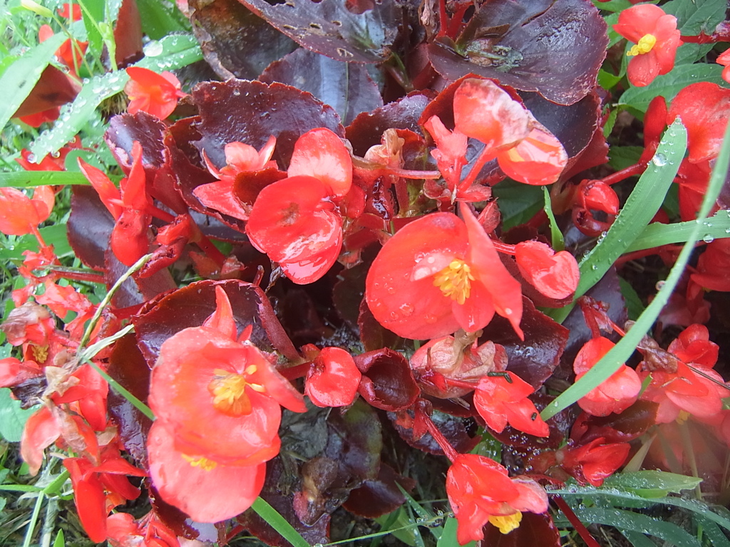 花